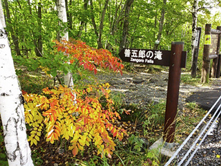 紅葉したヤマウルシ