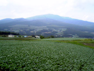 嬬恋はキャベツの産地。ずーっと向こうの山の方までキャベツ畑が広がってマス