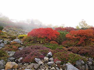 森林限界の紅葉