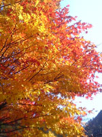 人里近くになるとカエデの紅葉もちらほら。。。