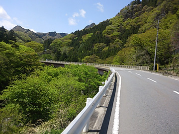 新緑が奇麗〜