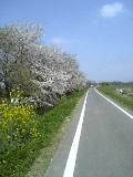 自転車道は桜のピンクと菜の花の黄色の季節にっ