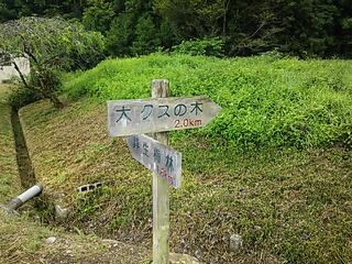 大クスを見にっ