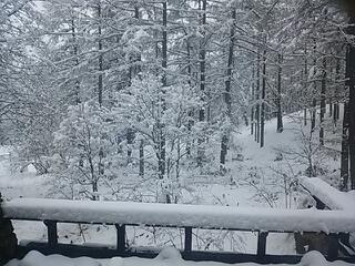 翌朝は白銀の世界