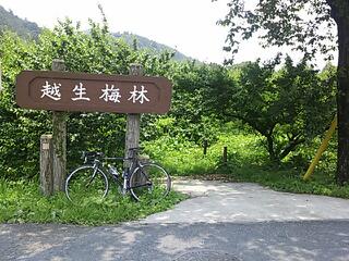 越生梅林は甘酸っぱい香り