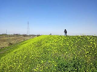 菜の花が既に見頃っ